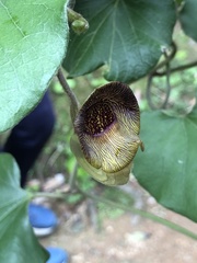 Aristolochia liukiuensis