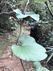 Aristolochia liukiuensis