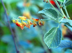 Rhynchosia albissima