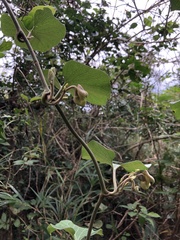 Aristolochia liukiuensis