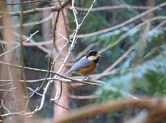 Sittiparus varius