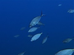 Pseudocaranx wrighti