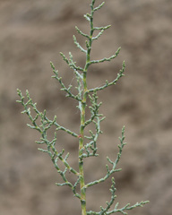 Kalidium foliatum