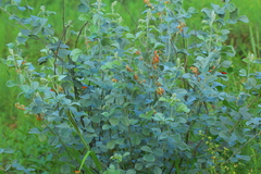 Rhynchosia albissima