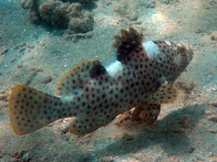 Epinephelus maculatus