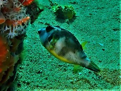 Bluespotted Toadfish photo 3