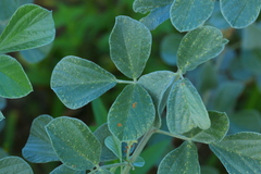 Rhynchosia albissima