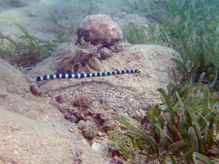 Laticauda laticaudata
