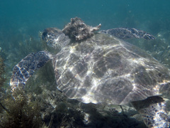 Chelonia mydas