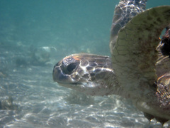 Chelonia mydas