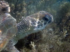 Chelonia mydas