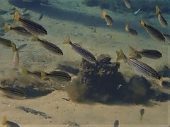 Helotes octolineatus