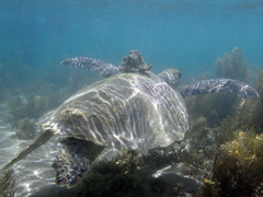 Chelonia mydas