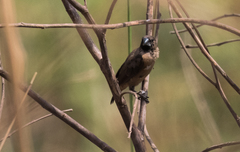 Spermestes fringilloides