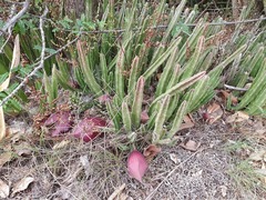 Stapelia leendertziae