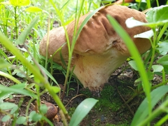 Calvatia rugosa