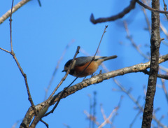 Sittiparus varius