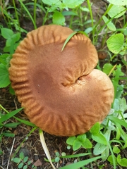 Calvatia rugosa