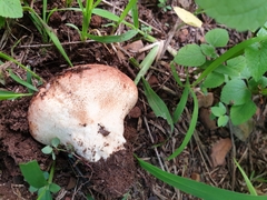 Calvatia rugosa