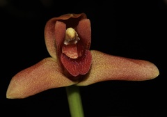 Maxillaria elatior