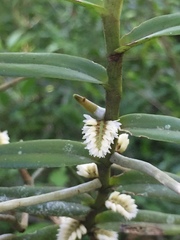 Campylocentrum aromaticum