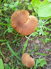 Calvatia rugosa