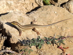 Trachylepis quinquetaeniata