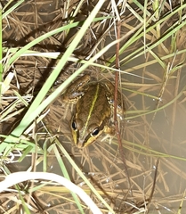 Ranoidea alboguttata