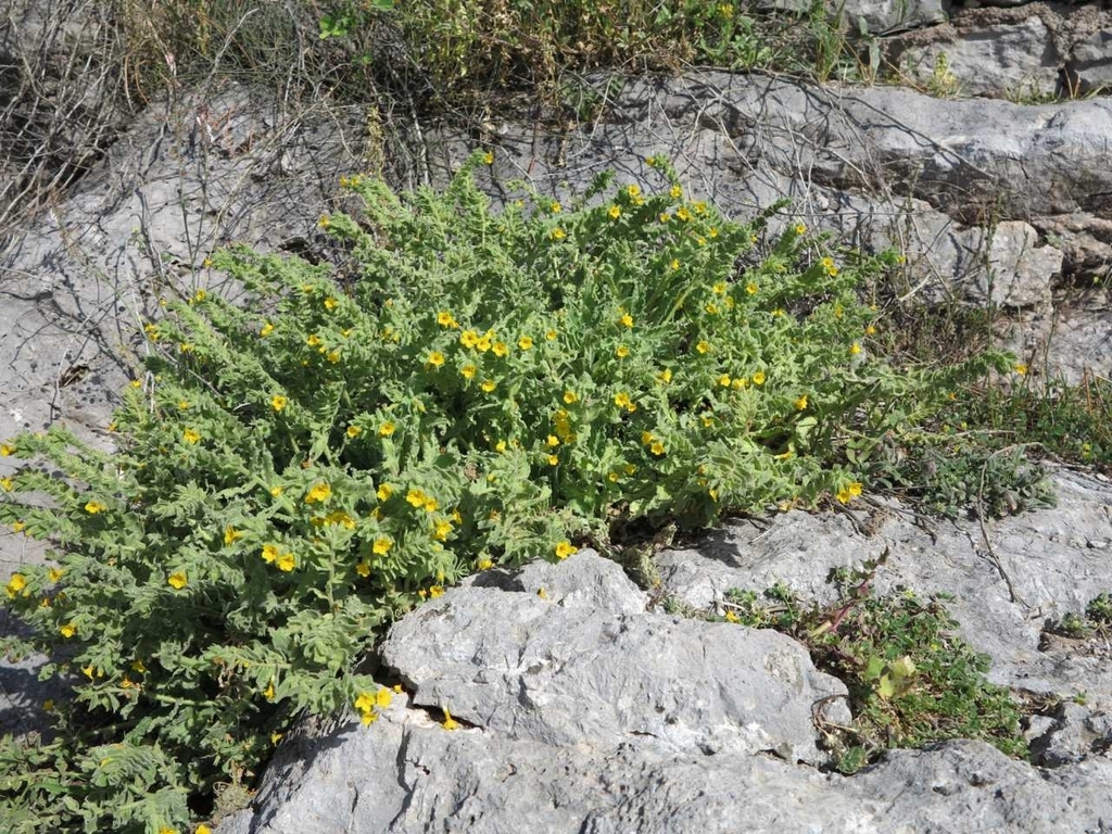 Alkanna hellenica