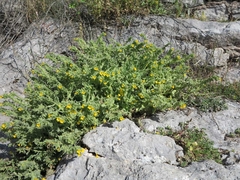 Alkanna hellenica