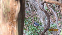 Granatellus venustus francescae