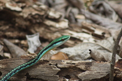 Leptophis diplotropis forreri