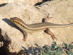 Trachylepis quinquetaeniata