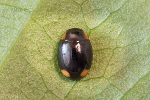 Hyperaspis reppensis
