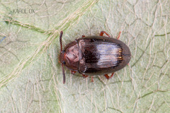 Scaphidema metallicum