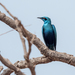 Lesser Blue-eared Starling - Photo (c) wimvz, some rights reserved (CC BY-NC), uploaded by wimvz