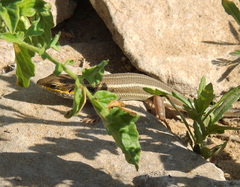 Trachylepis quinquetaeniata