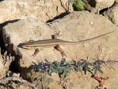 Trachylepis quinquetaeniata