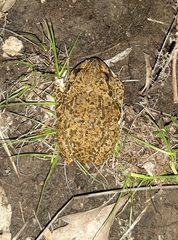 Ranoidea novaehollandiae