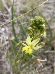 Bulbine annua