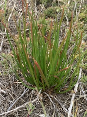 Bulbine annua