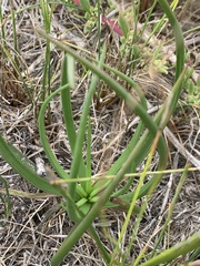 Bulbine annua