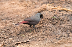 Lagonosticta larvata