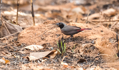 Lagonosticta larvata