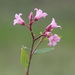 Spear-leaved Dogbane - Photo (c) Теймуров А.А., some rights reserved (CC BY-NC), uploaded by Теймуров А.А.