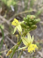 Bulbine annua
