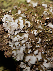 Physconia leucoleiptes