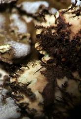 Physconia leucoleiptes