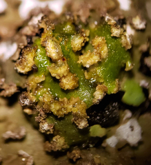 Physconia leucoleiptes