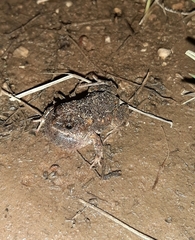 Uperoleia rugosa